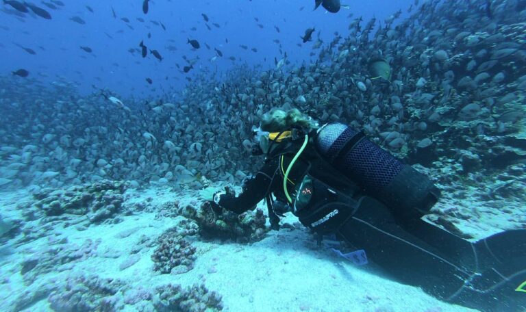 Padi Aware fish identification